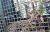 Udupi : Leopard found in cattle shed trapped by forest officials